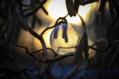 Es ist so eisig kalt, dass auch Seifenblasen gefrieren. Hier im Gegenlicht der Morgensonne fotografiert. (Bild: Petra Jung (Hämikon, 20. Januar 2019))