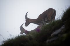 Junger Steinbock (links) und Steingeiss. (Bild: Roger Grütter, 14. Juli 2011)