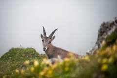Ein junger Steinbock blickt den Pilatus hinauf. (Bild: Roger Grütter, 14. Juli 2011)
