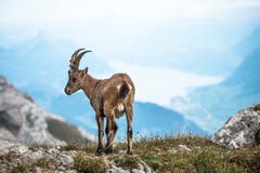 Pro Jahr wächst die Pilautskolonie um rund 10 bis 20 Jungtiere. (Bild: Dominic Steinmann/Keystone, 12. September 2015))