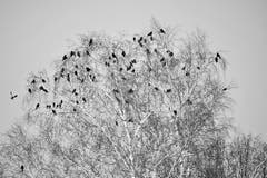 Krähen belagern eine Birke. (Bild: Ruedi Dörig)