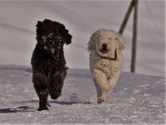 Die zwei französischen Wasserhunde Barbet Cooper und Smilla vom Seilihus. (Bild: Alfred Herzog (Sörenberg, 25. Januar 2019))