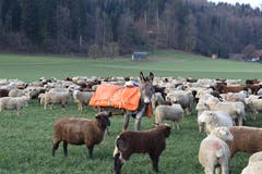 Ein Wanderhirte ist in Altishofen mit seinen Schafen und seinem Esel unterwegs. (Bild: Marie-Louise Elmiger (Altishofen, 27. Januar 2019))