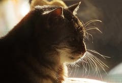 Katze Paulinchen. (Bild: Georgette Baumgartner-Krieg (Luzern, 27. Januar 2019))
