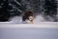 Hündin Babette tollt im Neuschnee herum. (Bild: Alfred Herzog (Luthern, 29. Januar 2019))