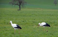 Ungewöhnliche Begegnung am Berchtoldstag nördlich von Rothenburg: Störche auf Futtersuche. -Gemäss Lexikon überwintern Störche in Afrika. (Bild: Heinz Schürmann (Rothenburg, 2. Januar 2019))