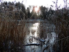 Hier im Naturschutzgebiet Wagenmoos kann man die Ruhe so richtig geniessen. (Bild: Margrith Imhof-Röthlin (Merlischachen, 3. Januar 2019))