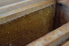 Ein Blick auf Bienenwaben: Sie dienen zur Aufzucht von Larven und zur Lagerung von Honig und Pollen.
