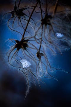 Samen einer Niele (Waldrebe) im Winter. (Bild: Matthias Rozinek)