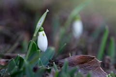 Ein klitzekleiner Hauch von Frühling. Eines der ersten Schneeglöckchen bei Egnach. (Bild: Franz Häusler)
