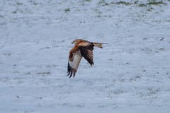 Für den Rotmilan ist dieser eiskalte Wind von heute ein Vergnügen. (Bild: Luciano Pau)