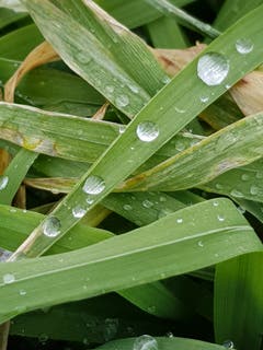Gefrohrene Wasserperlen am Wanderweg in Sitterdorf. (Bild: Reto Schlegel)