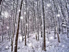 Es schneit zwischendurch wieder mal. Aufgenommen in Sennwald. (Bild: Toni Sieber)