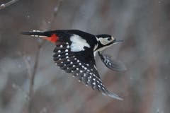 Buntspecht im Flug bei Trogen. (Bild: Hans Aeschlimann)