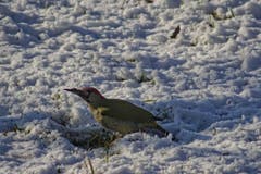 Ein Grünspecht auf Futtersuche in Montlingen. (Bild: Toni Sieber)
