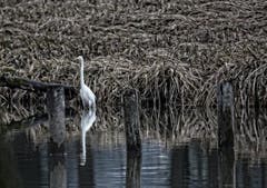 Ein Silberreiher auf der Lauer am alten Rhein. (Bild: Toni Sieber)