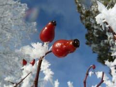 Winterwunder auf dem Höhenweg Herisau. (Bild: Ursula Fröhlich)