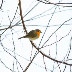 Rotkehlchen in der Kälte bei Speicher. (Bild: Hans-Jörg Nüesch)