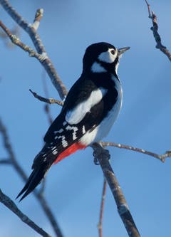 Buntspechtweibchen in den winterlichen, wärmenden Sonnenstrahlen in Trogen. (Bild: Hans Aeschlimann)