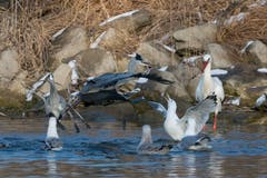 Keiner will zu kurz kommen! Vögel schnappen nach Fischresten im See bei Altenrhein.(Bild: Edgar Huber)
