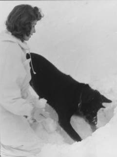 Lawinenhund Anetta beim Kurs auf Trübsee im Winter 1960. (Bild: Mondo Annoni/Fotodok, Staatsarchiv Luzern PA 1374/518.2)