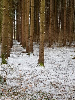 Schneegestöber im Wald im Hudelmoos. (Bild: Reto Schlegel)