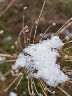 Schneefänger in Sitterdorf. (Bild: Reto Schlegel)