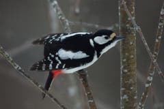 Buntspecht startbereit zum Abflug, gesehen in Trogen. (Bild: Hans Aeschlimann)