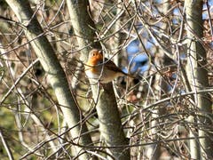 Was für ein wunderbarer Empfang; Aufmerksam wurde ich auf dieses Rotkehlchen durch seinen herrlichen Gesang. Aufgenommen auf dem Höhenweg in Meggen. (Bild: Margrith Imhof-Röthlin (Meggen, 4. Januar 2019))