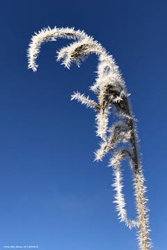 «Naturkunstwerk» der Kälte... (Bild: Peter Gonser (Perlen, 3. Januar 2019))