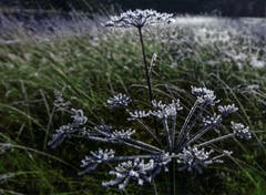 Magisches Morgenlicht, aufgenommen im Andwiler Moos. (Bild: Wolfgang Reisser)