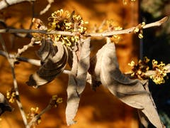 Ganz nach dem Sprichwort «Alt und Jung gesellt sich gern». So schön zeigt sich der Hamamelisstrauch, welcher auch Zaubernuss genannt wird. (Bild: Margrith Imhof-Röthlin (Meggen, 4. Januar 2019))
