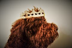 Barbet Rüde Cooper, 8 Jahre alt, zeigt sich stolz als König vom Seilihus. (Bild: Alfred Herzog, Willisau, 5. Januar 2019)