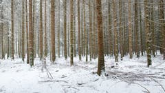 Baumlabyrinth im Zuswilerwald. (Bild: Priska Ziswiler-Heller (Ettiswil, 5. Januar 2019))