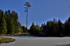Der Teich im Gulpwald ist zugefroren. Unser Leser Alfred Herzog hofft nun auf etwas Schnee. (Bild: Alfred Herzog (Willisau, 4. Januar 2019))