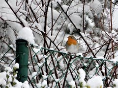 Dieses Rotkehlchen nähert sich ganz vorsichtig der Futterkrippe, denn mit dieser Schönheit in der schneebedeckten Umgebung fällt man natürlich den Katzen sofort auf. Aufgenommen in Meggen. (Bild: Margrith Imhof-Röthlin (Meggen, 5. Januar 2019))