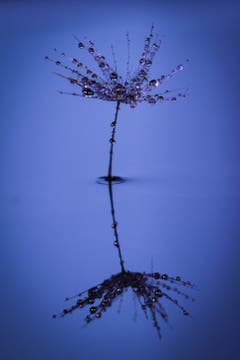 Ein nasses Löwenzahnschirmchen spiegelt sich im Wasser. (Bild: Petra Jung (Hämikon, 6. Januar 2019))