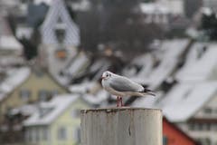 Möve bei einer Rast am Zugersee. (Bild: Carmelo De Giorgio (zug, 3. Januar 2019))