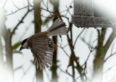 Körner schnappen und Abflug. (Bild: Hardy Konzelmann, Obernau, 6. Januar 2018))