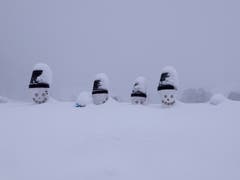 Die Schneemänner sind schon eingeschneit. (Bild: Rolf Gallusser)