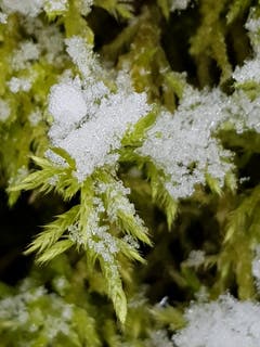 Moos mit Schneekristallen belegt, gesehen in Zihlschlacht. (Bild: Reto Schlegel)