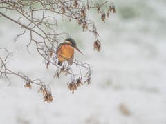 Eisvogel im Schneegestöber am Fischen. (Bild: Matthias Kopp)
