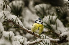 Die Blaumeise trotzt dem Schnee, gesehen in Wittenbach. (Bild: Stefan Truffer)