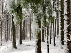 Der verschneite Wald, aufgenommen in Wil. (Bild: Nicolas Giovanettoni)