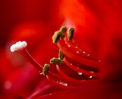 Innenleben der Amaryllis. (Bild: Stefan Kunz (Meggen, 5. Januar 2019))