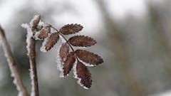Eisig kalt ist es aktuell auch für die Pflanzen. (Bild: Marianne Schmid, 7. Januar 2019)