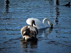 "Schau Kind, so wird's gemacht." (Bild: Margrith Imhof-Röthlin, 7. Januar 2019 in Küssnacht)