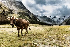 Eine von rund 600 Milchlieferantinnen der Lataria Engiadinaisa.