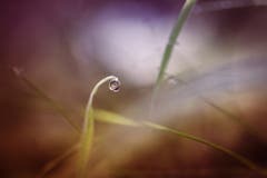 Der Herbst ist auch wieder die Zeit der Tautropfen. (Bild: Petra Jung, Hämikon, 3. Oktober 2019)