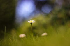 Ein einzelnes Gänseblümchen, fotografiert mit einem alten manuellen Oreston-Objektiv. (Bild: Petra Jung, Hämikon, 3. Oktober 2019)